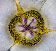 Calochortus gunnisonii - Colorado Mariposa Lily
